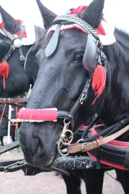 Weihnachtsmarkt beim SV Merseburg 99 2024